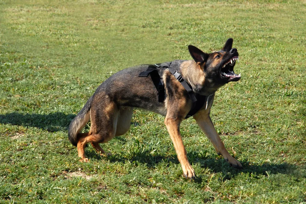 Person Airlifted After Serious Dog Bite on Sawmill Rd