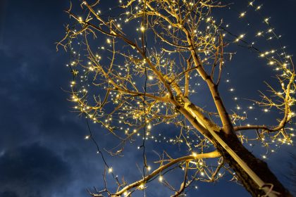 christmas-lights-decorating-a-tree-dark-sky-backg-2021-08-30-08-10-13-utc