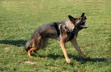 Person Airlifted After Serious Dog Bite on Sawmill Rd in Clayton, DE Person Airlifted After Serious Dog Bite on Sawmill Rd