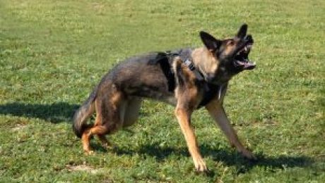 Person Airlifted After Serious Dog Bite on Sawmill Rd